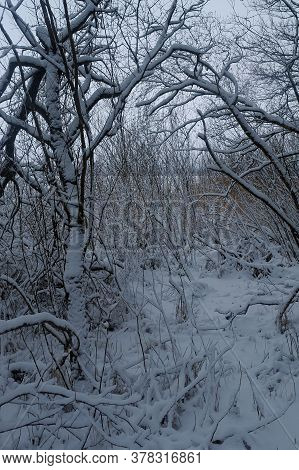 Trees Covered With Snow On The Shore