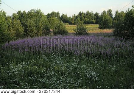 Flowering Of Tea Willow In The Field. Russia,
