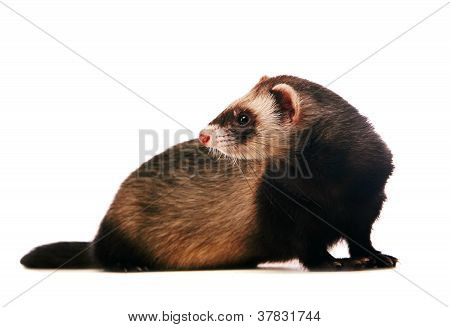 Ferret på hvid