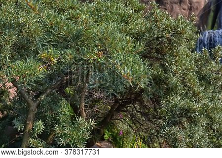Thorny Deciduous Shrub In The Family Elaeagnaceae,