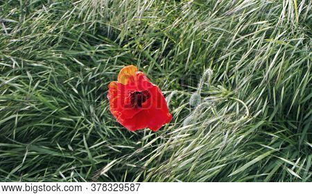 Slany, Czech Republic - 27.05.2020: Scarlet Poppies In The Green Grass