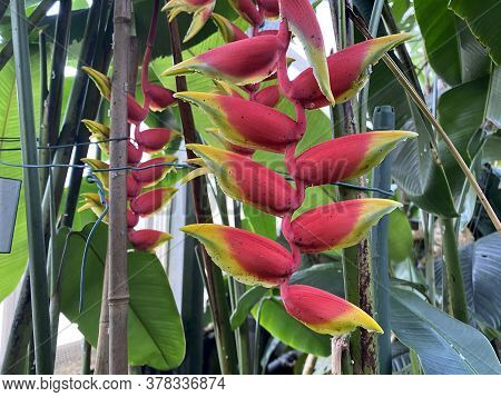 Heliconia Rostrata, Hanging Lobster Claw Or False Bird Of Paradise, Mainau - Constance, Germany / Ko