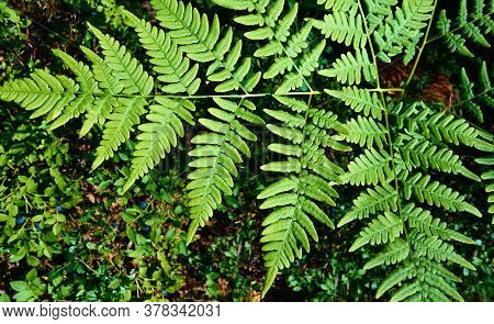Large Green Sheet Of Forest Fern Closeup On A Blurred Background Of Grass And Blue Berries