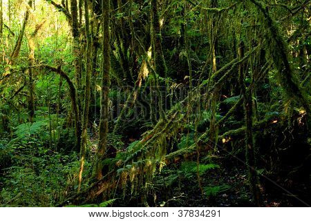 Angka Rain Forest At Doi Inthanon.