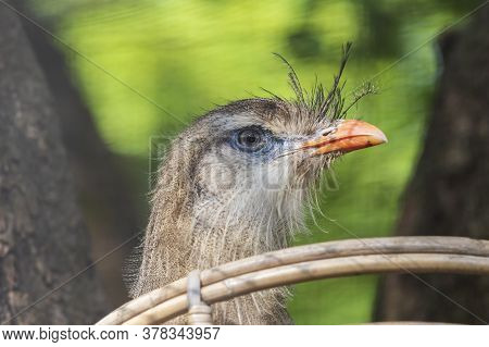 Portrait Of A Seriema Red-billed Bird Sitting On A Nest. The Background Is Nice Bokeh.
