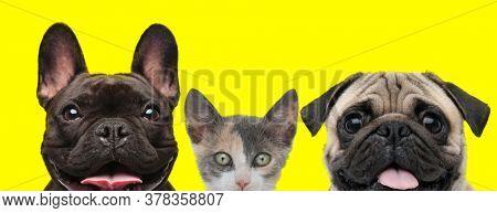 excited team of animals consisting of a French Bulldog dog, metis cat and Pug dog are standing next to each other and sticking out tongue on yellow background
