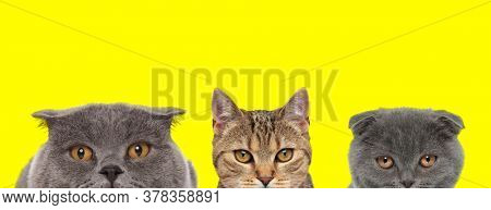 adorable team of three animals consisting of a metis cat and two Scottish Fold cats are standing next to each other and looking ahead on yellow background
