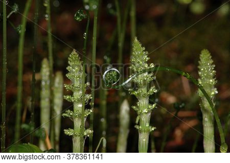 Shoots Of Horsetail In The Spring In The Forest
