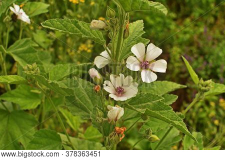 Marsh Mallow - Althaea Officinalis Found On The Coast Of North Somerset