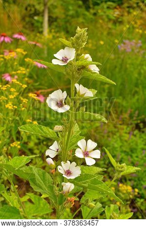 Marsh Mallow - Althaea Officinalis Found On The Coast Of North Somerset