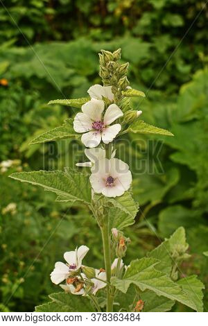 Marsh Mallow - Althaea Officinalis Found On The Coast Of North Somerset