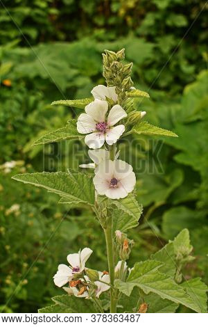 Marsh Mallow - Althaea Officinalis Found On The Coast Of North Somerset