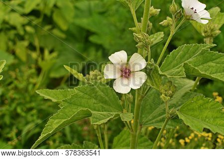 Marsh Mallow - Althaea Officinalis Found On The Coast Of North Somerset