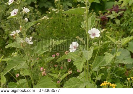 Marsh Mallow - Althaea Officinalis Found On The Coast Of North Somerset