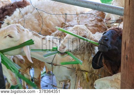 Funny Sheep. Portrait Of Sheep Showing Tongue.