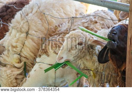 Funny Sheep. Portrait Of Sheep Showing Tongue.