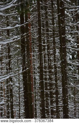High Pines Of Pine Trees,  With Snow