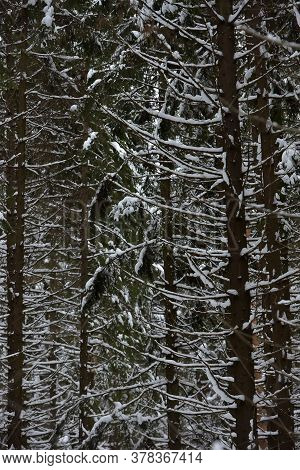High Pines Of Pine Trees,  With Snow