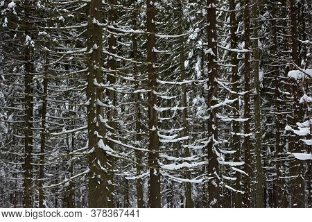 High Pines Of Pine Trees,  With Snow