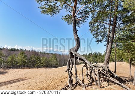 The Roots Of The Pine  Above The Sand
