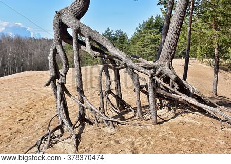 The Roots Of The Pine  Above The Sand