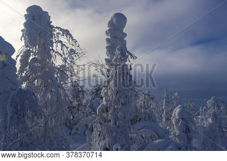 Majestic Winter Trees