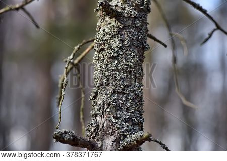 Trunk Of Pine Covered With Moss Close Up