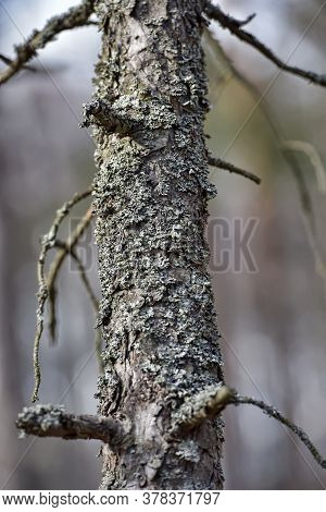 Trunk Of Pine Covered With Moss