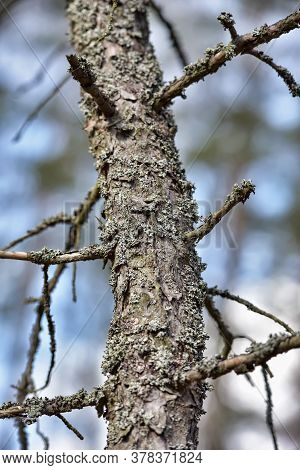 Trunk Of Pine Covered With Moss Close Up