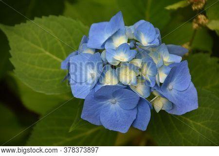 Summertiem With A Blue Flowering Hydrangea Bush In Bloom.