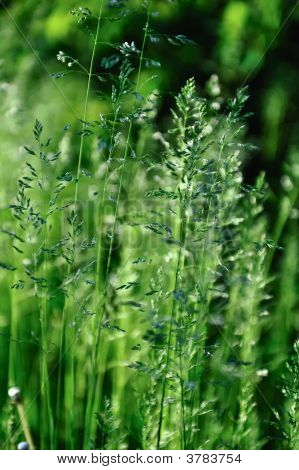 Groen, groen gras