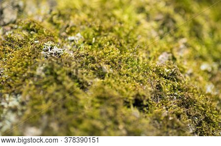 Macro Picture Of Tropical Moss Green Background