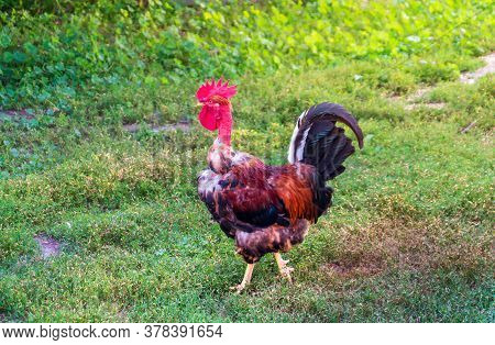 Bare-necked Rooster Walks On Green Grass On A Sunny Day