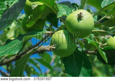 Close Up Of Fresh Red Apple On Tree Covered With Leaves And Green And Blue Blurred Background. Red S