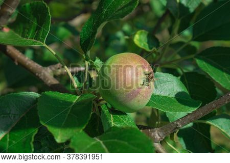 Close Up Of Fresh Red Apple On Tree Covered With Leaves And Green And Blue Blurred Background. Red S