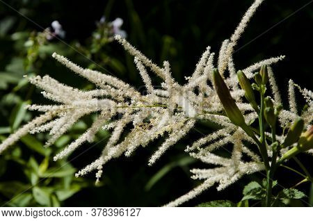 Tamarix Flower Plant. Blooming Tamarix In Summer Garden. Tamarisk Flowering Shrub Branches. Beautifu