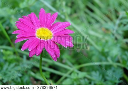 Bright Pink Pyrethrum Flower In The Flowerbed, Macro Photo, Selective Focus, Blurred Background.