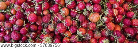 Fresh Organic Red Ripe Strawberry Fruit Background Closeup. Fresh Organic Berries Macro. Fruit Backg