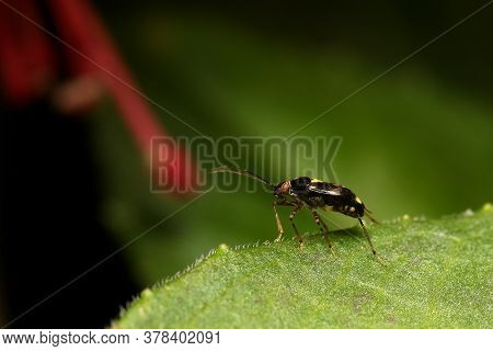 Common Nettle Bug (liocoris Tripustulatus) On Edge Of A Leaf