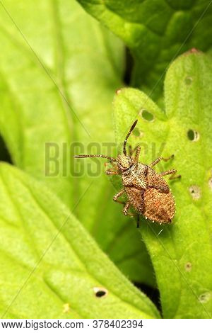 Cinnamon Bug Nymph (corizus Hyoscyami) On A Leaf