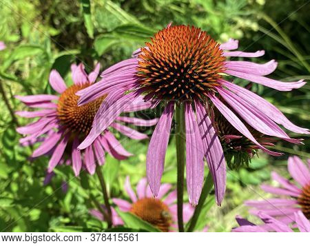 Eastern Purple Coneflower (echinacea Purpurea), Hedgehog Coneflower, Purpurroter Scheinsonnenhut Ode