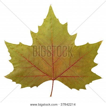 Plataan Leaf