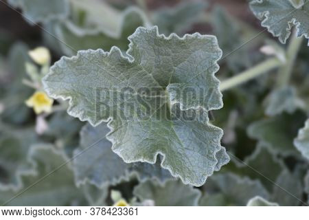 Squirting Cucumber Leaves - Latin Name - Ecballium Elaterium
