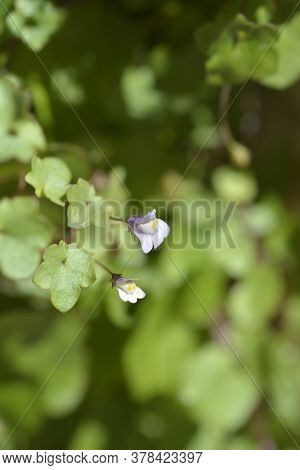 Kenilworth Ivy Small Flowers - Latin Name - Cymbalaria Muralis