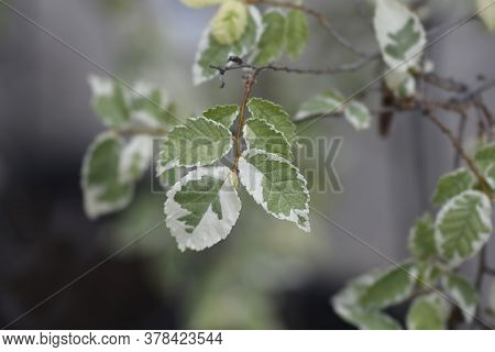 Small-leaved Elm Silvery Gem Branch - Latin Name - Ulmus Minor Silvery Gem