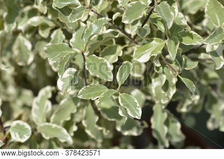 Variegated Kohuhu Silver Queen Leaves - Latin Name - Pittosporum Tenuifolium Silver Queen