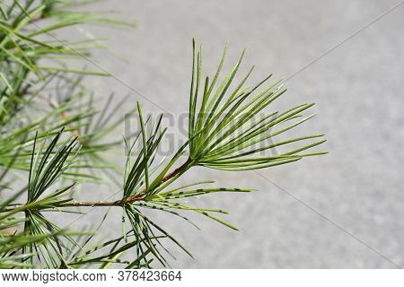 Japanese Umbrella Pine - Latin Name - Sciadopitys Verticillata