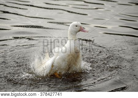 Greylag Goose Taking Out The Head Of The Water, Goose, Bird