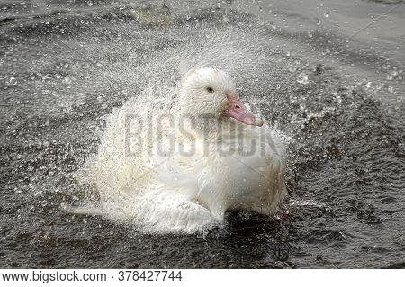Greylag Goose Taking Out The Head Of The Water, Goose, Bird