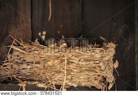 Swallow Chicks In The Nest Close Up